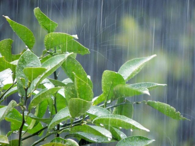 梅雨の葉っぱ